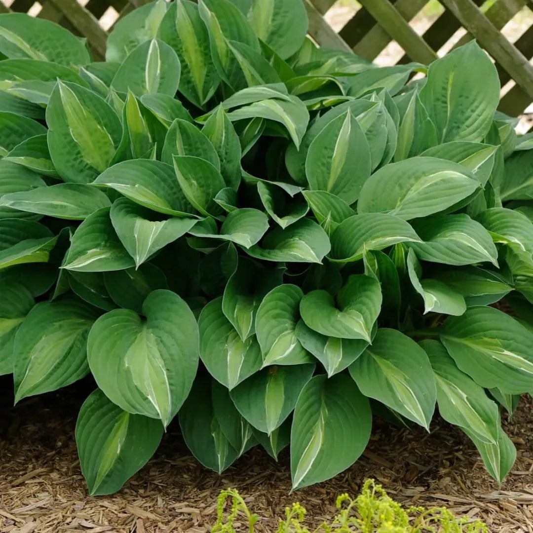 Striptease Hosta Wild & Son