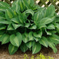 Get Them All Hosta Collection