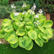 Summer Breeze Hosta