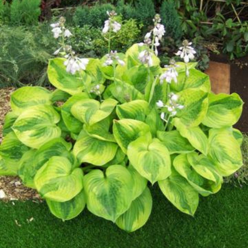 Giant Hosta Collection