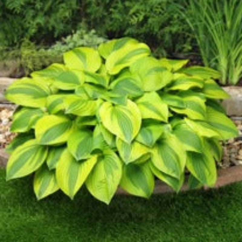 Tall Hosta Collection