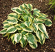 Wide Brim Hosta - 50 Pack - Wholesale Exclusive