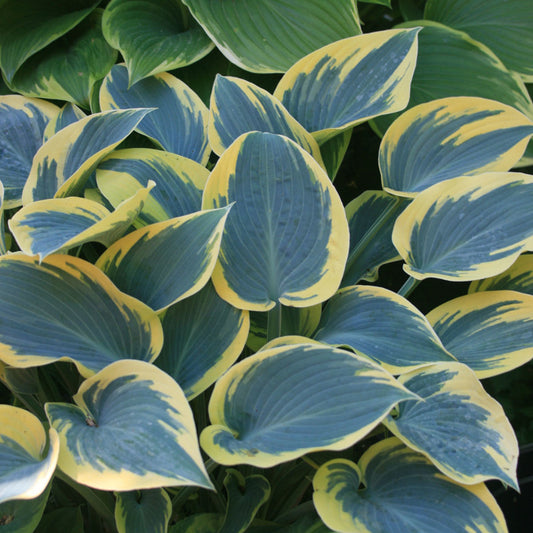 First Frost Hosta