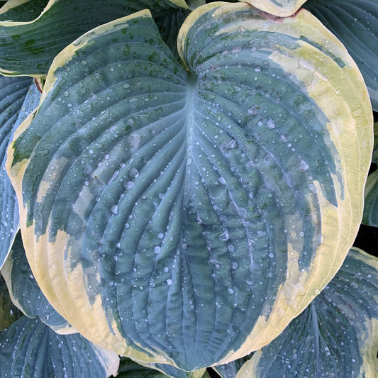Gigantosaurus Hosta