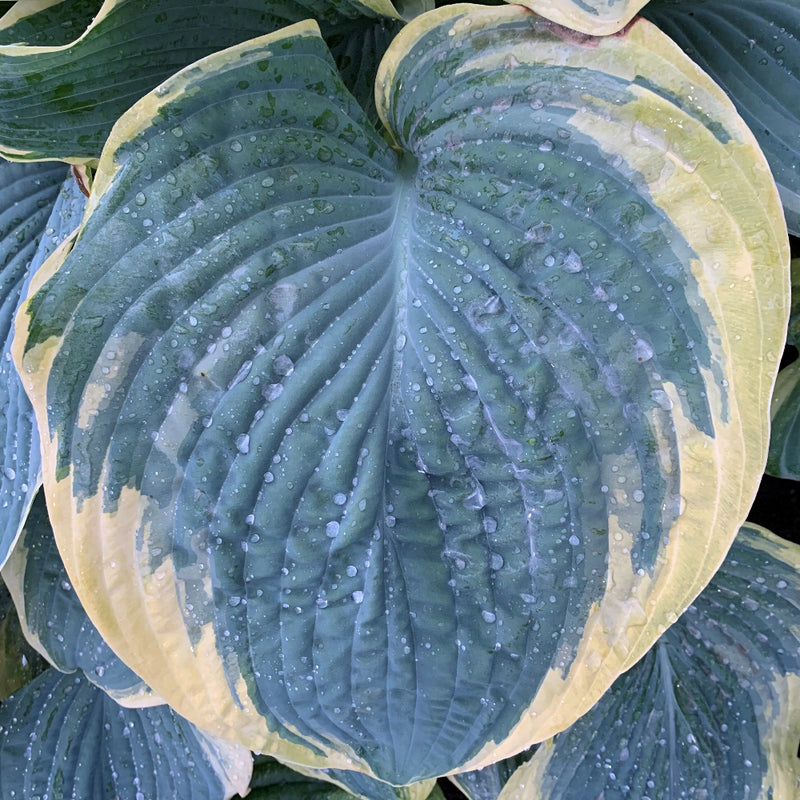 Gigantosaurus Hosta