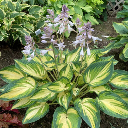 My Fair Lady Hosta