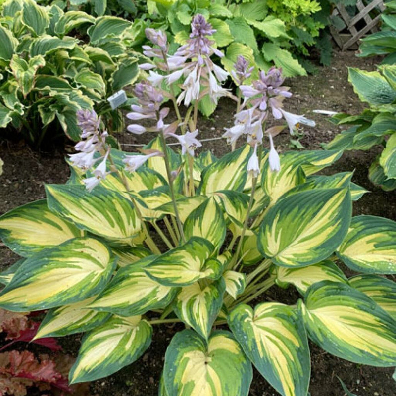 My Fair Lady Hosta