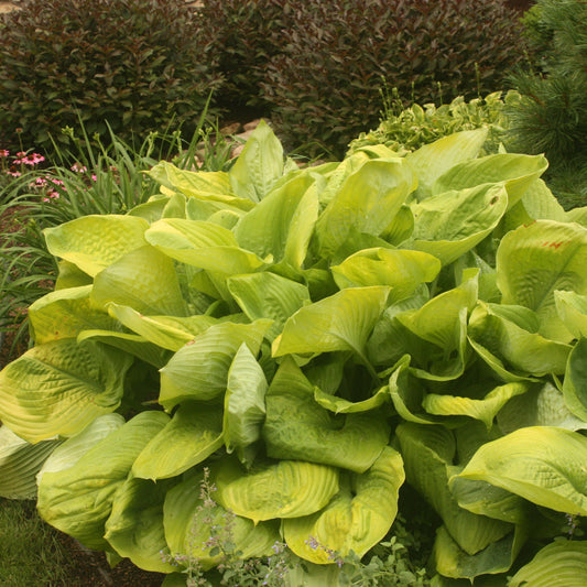 Giant Hosta