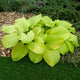 Tortilla Chip Hosta