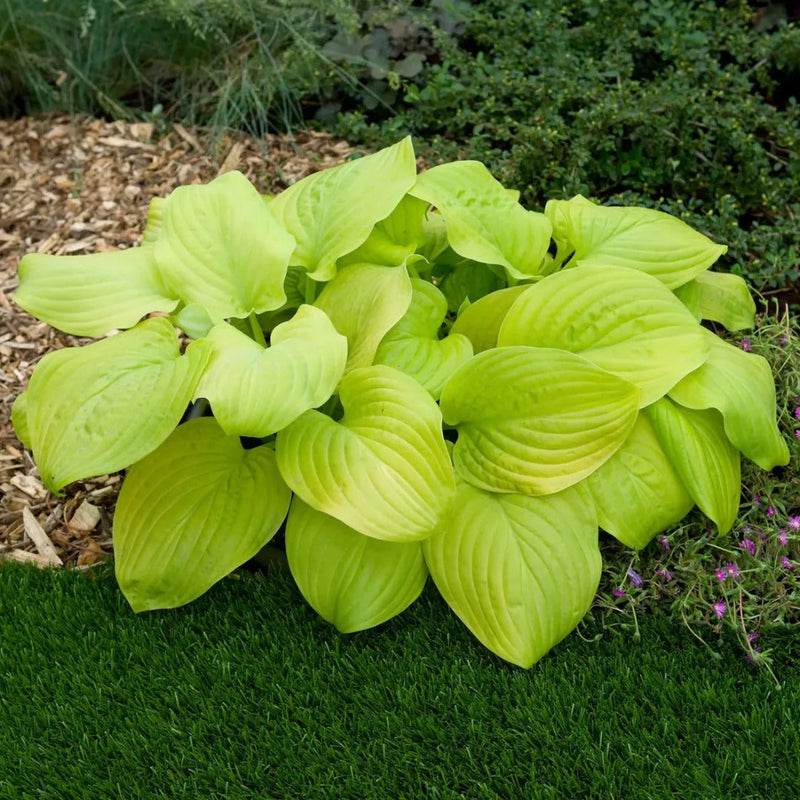 Medium Hosta Collection