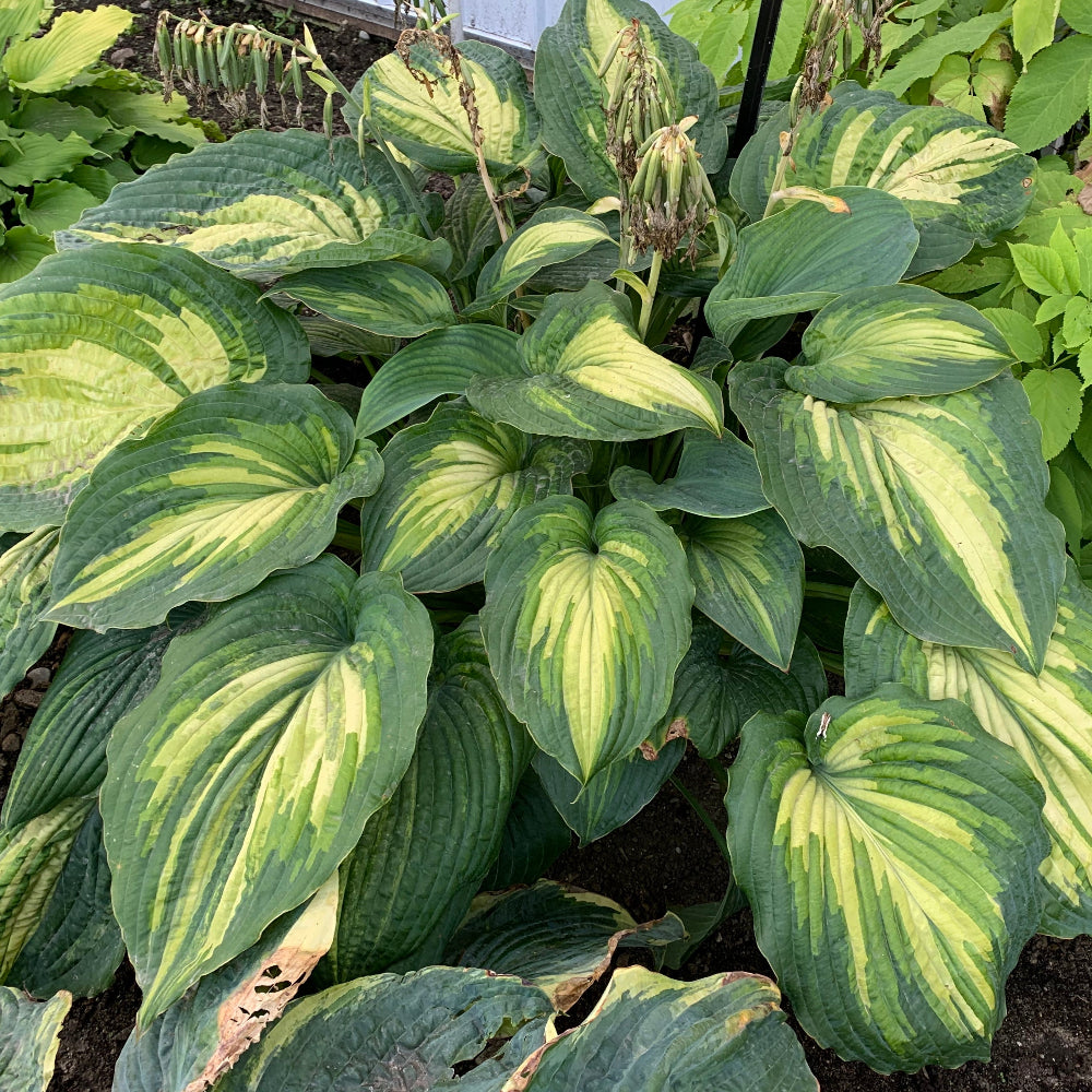 When I Dream Hosta