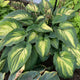 When I Dream Hosta