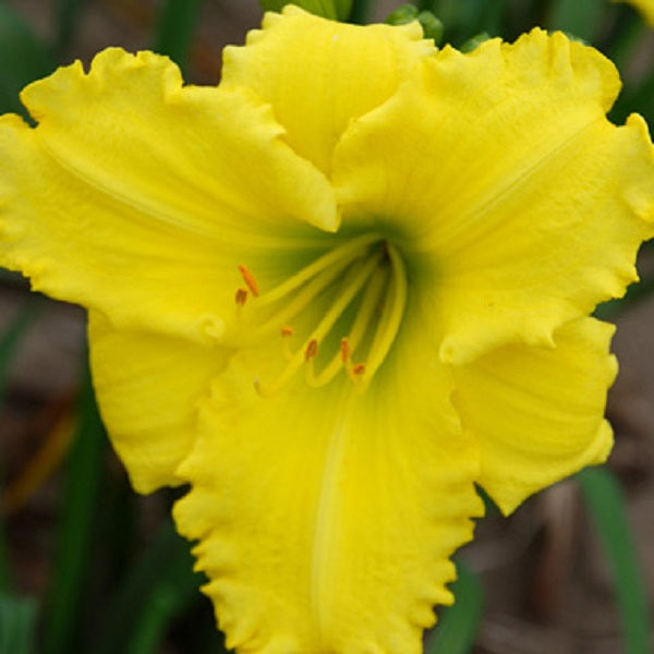 Hot Yellow Spot - Daylily