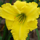 Hot Yellow Spot - Daylily