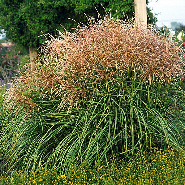 Huron Sunrise Miscanthus Grass