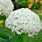 Lady Annabelle Hydrangea