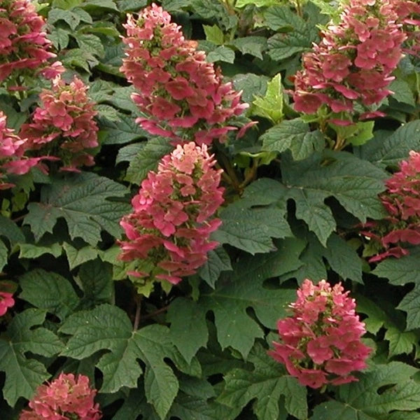 Ruby Slippers Oakleaf Hydrangea