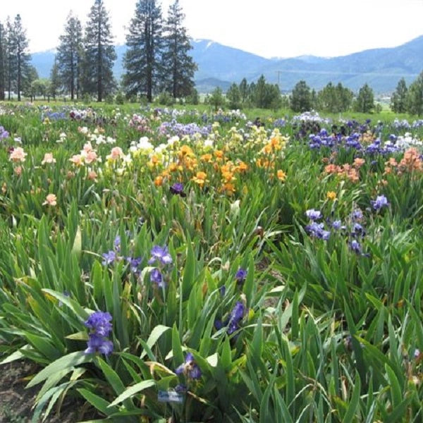 Dwarf Iris