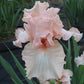 Reblooming Iris Collection