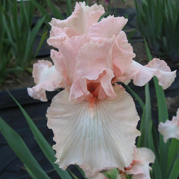 Get Them All Tall Bearded Iris Collection