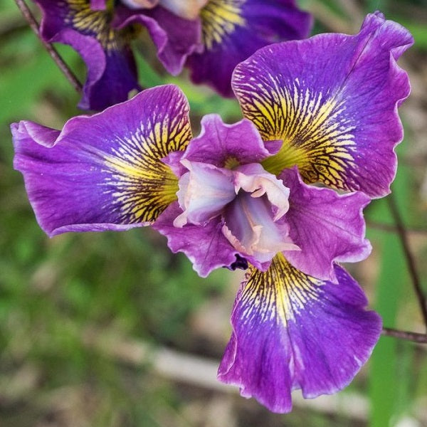 Charming Billy Peacock™ - Siberian Iris