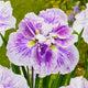 Cheese Cake Dinner Plate™ - Japanese Iris