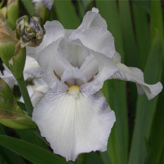 English Cottage Iris - representative mature plant