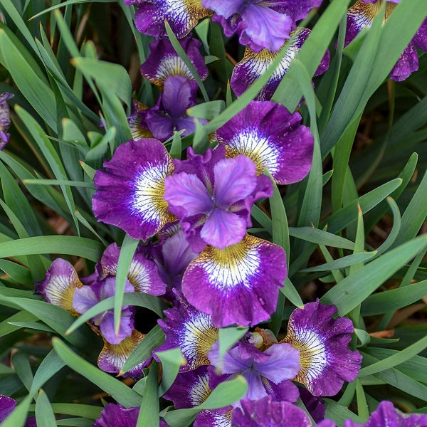 Jewelled Crown - Siberian Iris