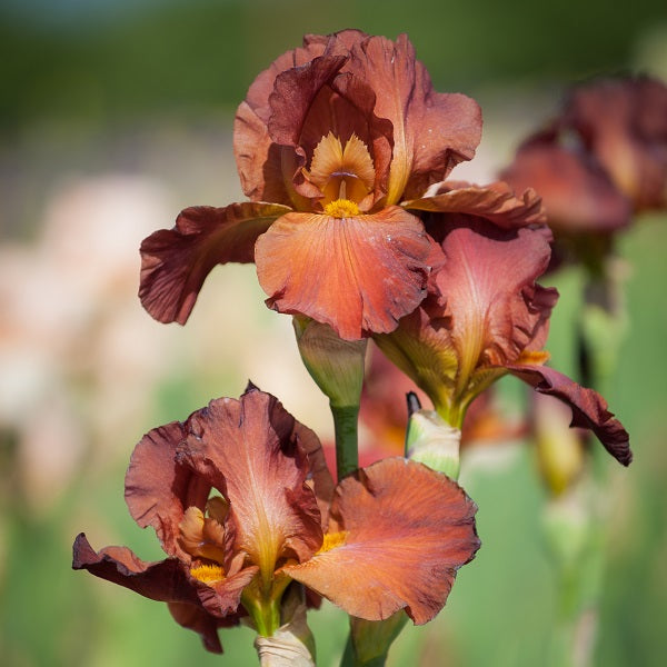 Red Reblooming - Iris