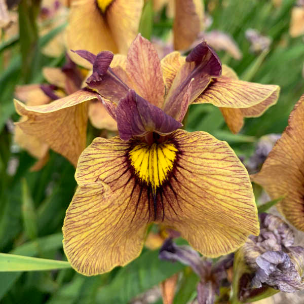 Night Thunder - Japanese Hybrid Iris