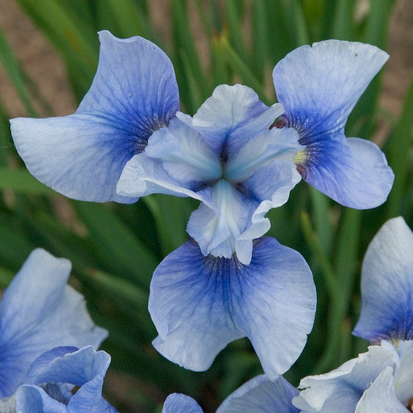 Sky Mirror - Siberian Iris