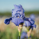 Blue Reblooming Iris