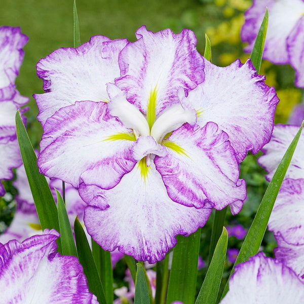 Tiramisu Dinner Plate™ Japanese Iris