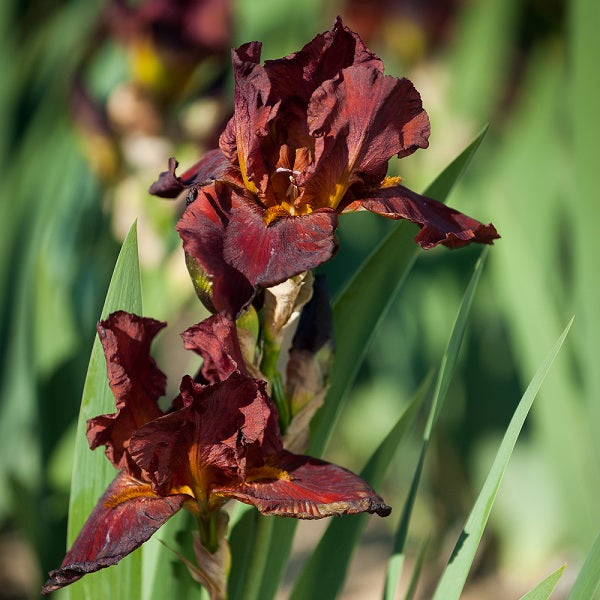 Top Notch Iris Collection