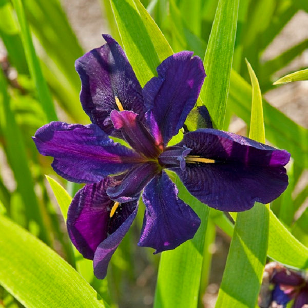 Black Gamecock - Louisiana Iris