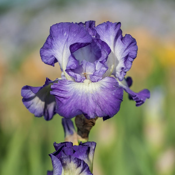 City Lights Iris - representative mature plant