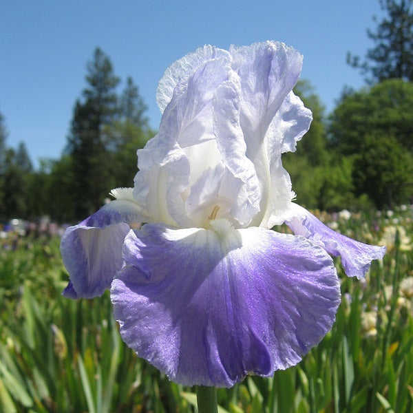 Clarence Iris - representative mature plant
