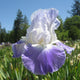 Clarence Iris - representative mature plant