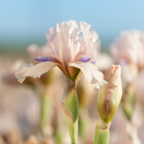 Concertina Iris - representative mature plant