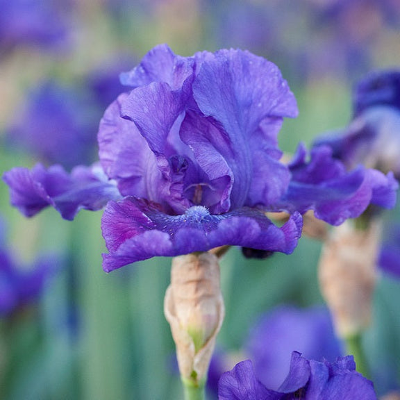 Dashing Iris - representative mature plant