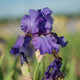 His Royal Highness Iris - representative mature plant