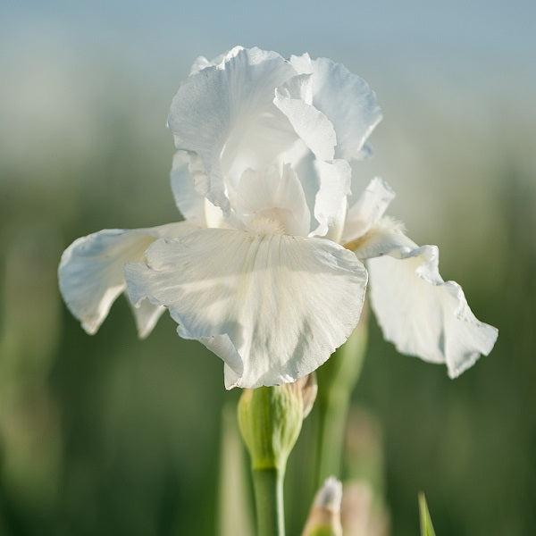 Immortality Iris