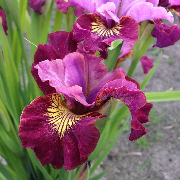 Miss Apple - Siberian Iris