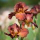 My Friend Jonathan Iris - representative mature plant