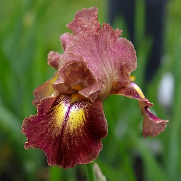 Everlasting Blooms - Reblooming Tall Bearded Iris Bundle - Save $40