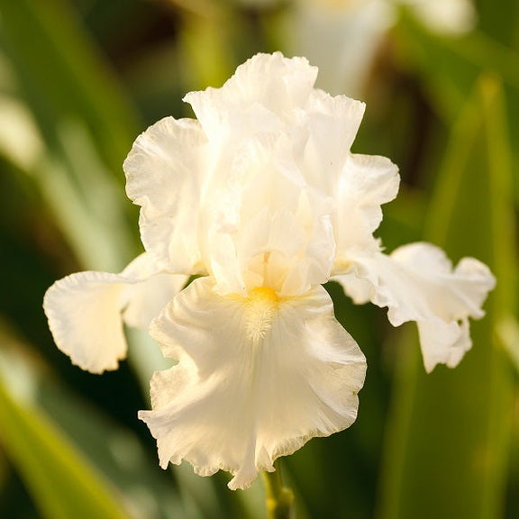 Renown Iris - representative mature plant