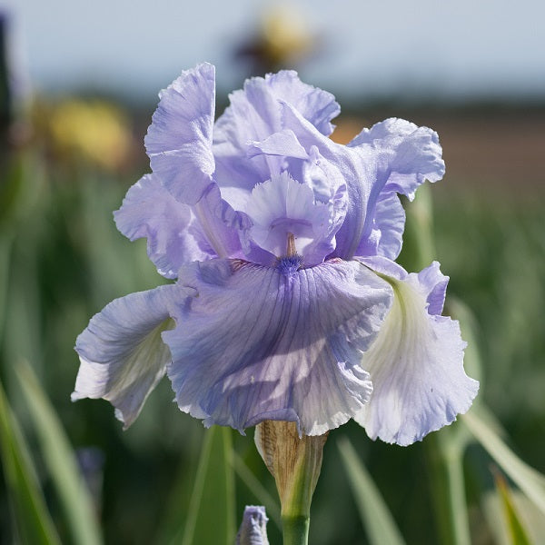 Rio Vista Iris - representative mature plant