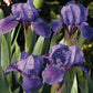 Smell the Roses - Dwarf Iris