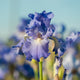 Victoria Falls Iris - representative mature plant