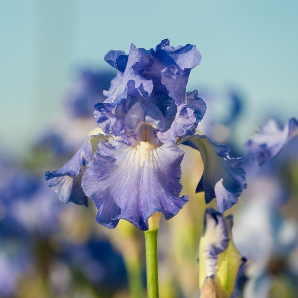 Victoria Falls Iris - representative mature plant